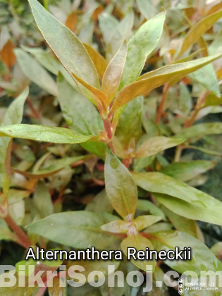 Aquatic plants